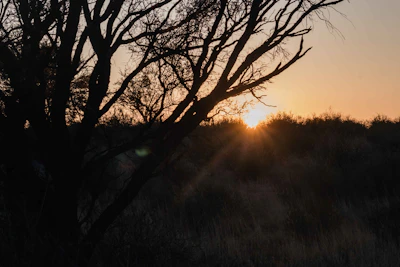 Sunset casting warm light over the peaceful AB Skin Garden landscape.