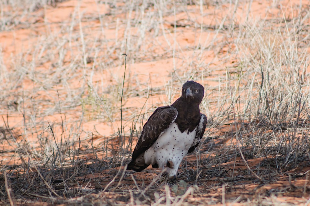 a black and white bird standing in a field