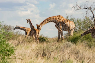 A family of giraffes browsing the treetops in Tsavo East National Park.