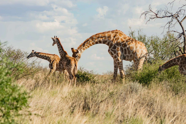 A family of giraffes browsing the treetops in Tsavo East National Park.