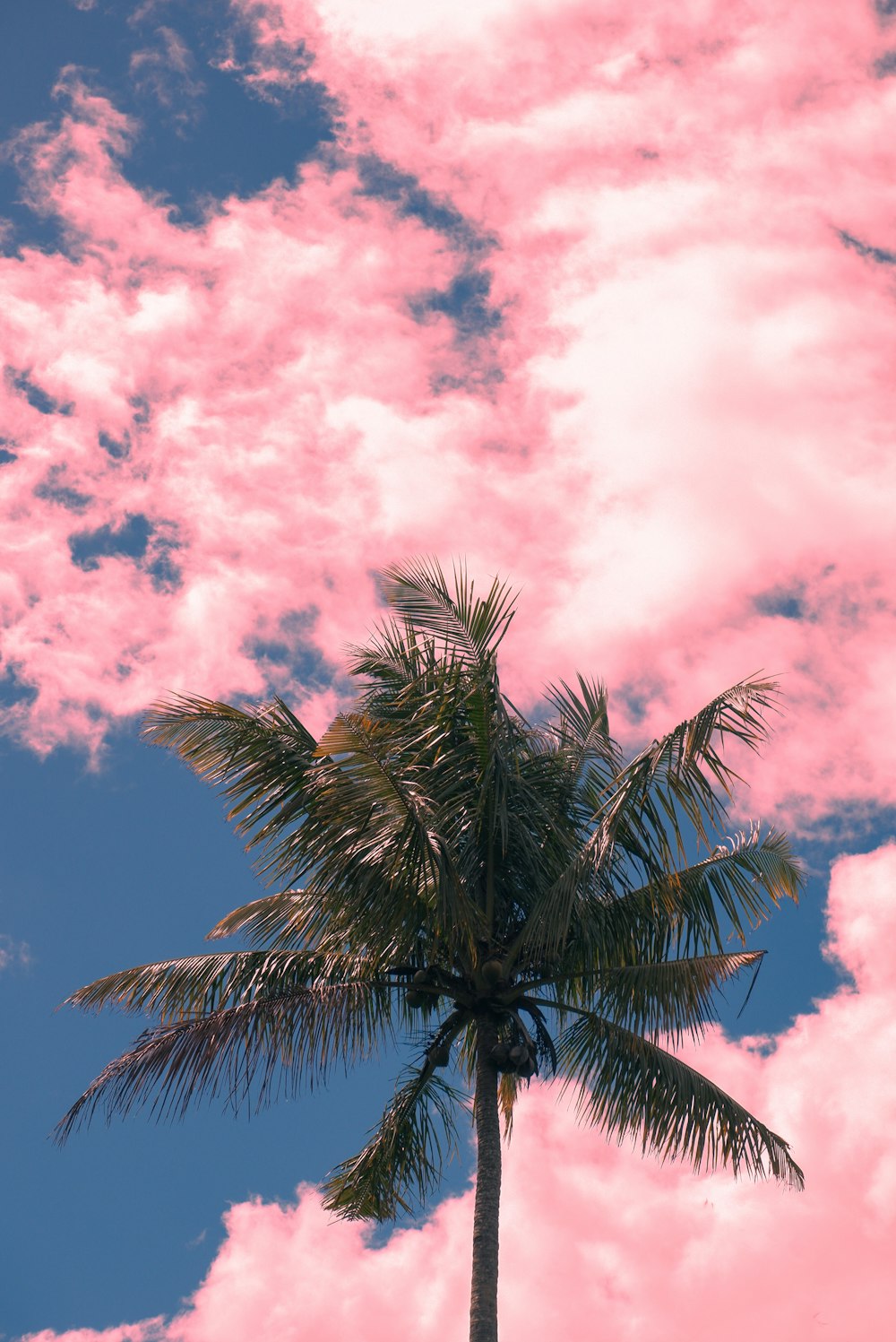 a palm tree with pink clouds in the background