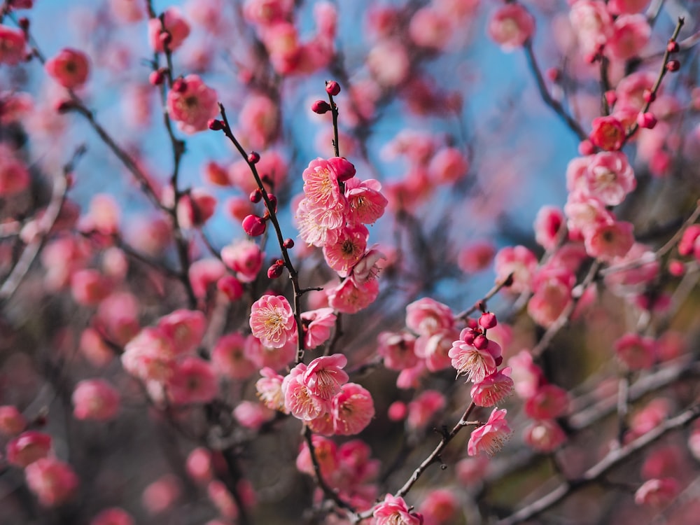 Un primer plano de un árbol con flores rosadas