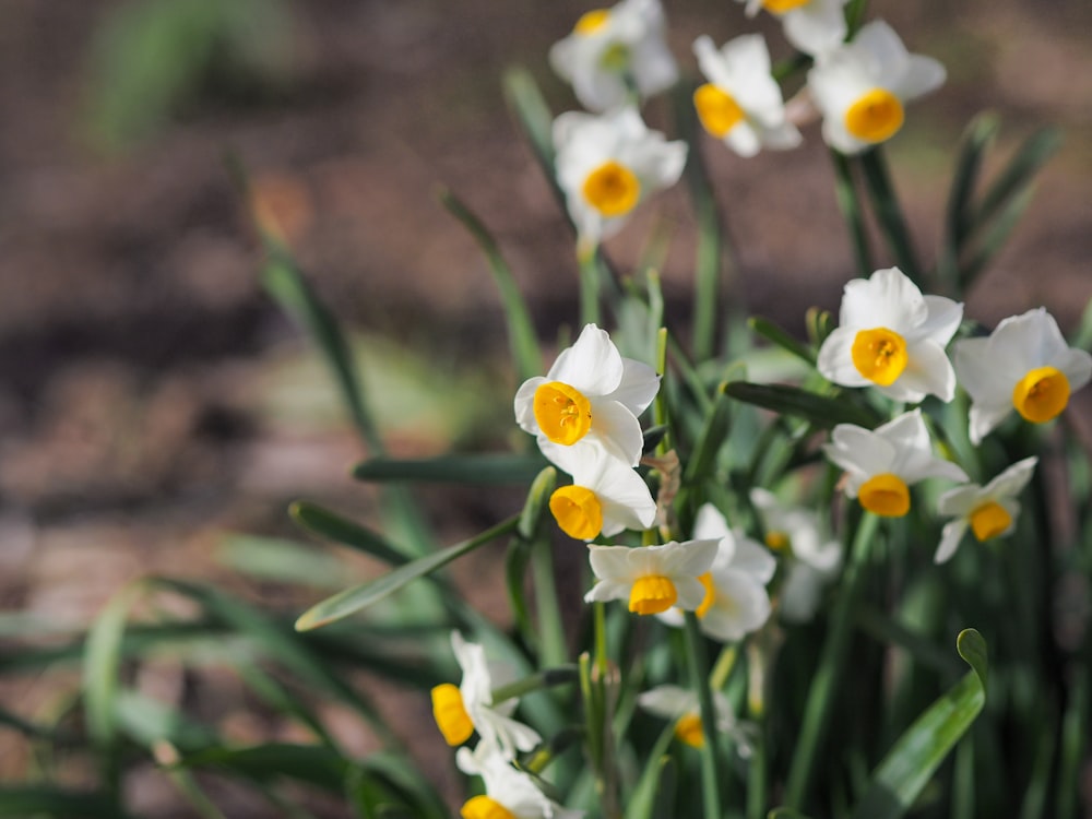 a bunch of white flowers with yellow centers