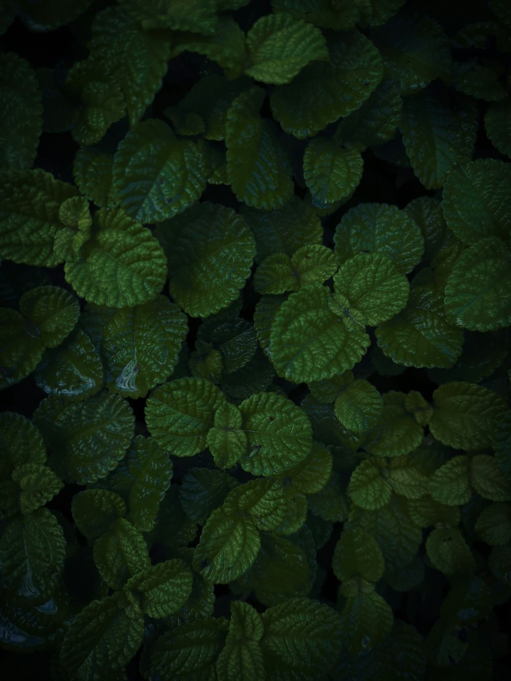 a bunch of green leaves that are in the dark