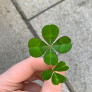 A hand holding two clovers: one with four leaves and the other with three. The clovers are lush green, contrasting against a gray, stone-like background.