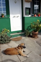 A brown dog with a harness lies on a stone patio in front of a house with a green and white door. There are potted plants and greenery around the entrance, including on the window ledge.