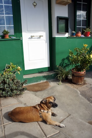 A brown dog with a harness lies on a stone patio in front of a house with a green and white door. There are potted plants and greenery around the entrance, including on the window ledge.