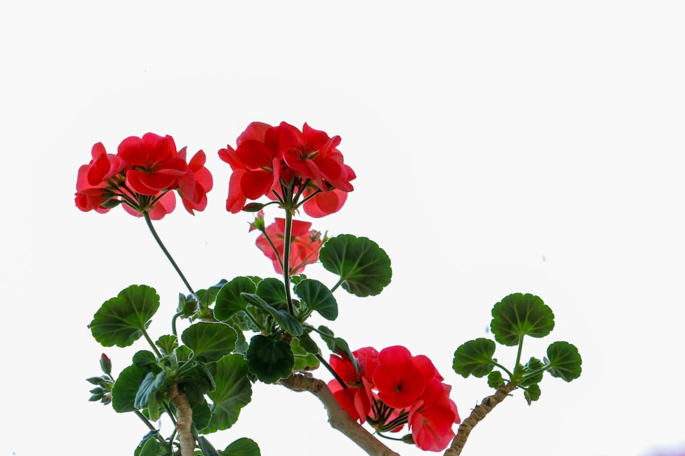 a tree with red flowers and green leaves