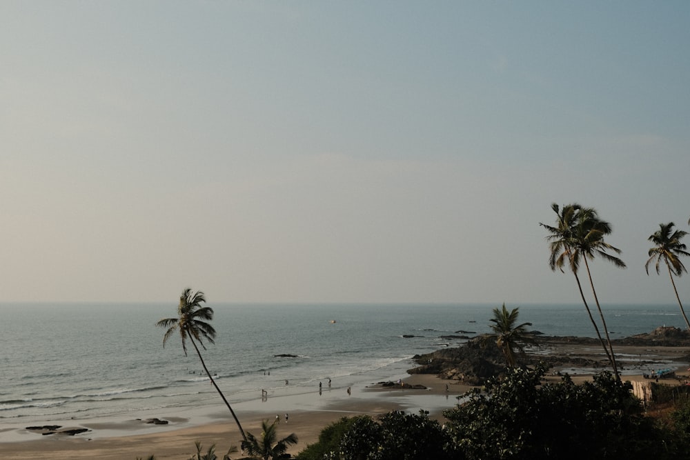 uma vista de uma praia com palmeiras em primeiro plano