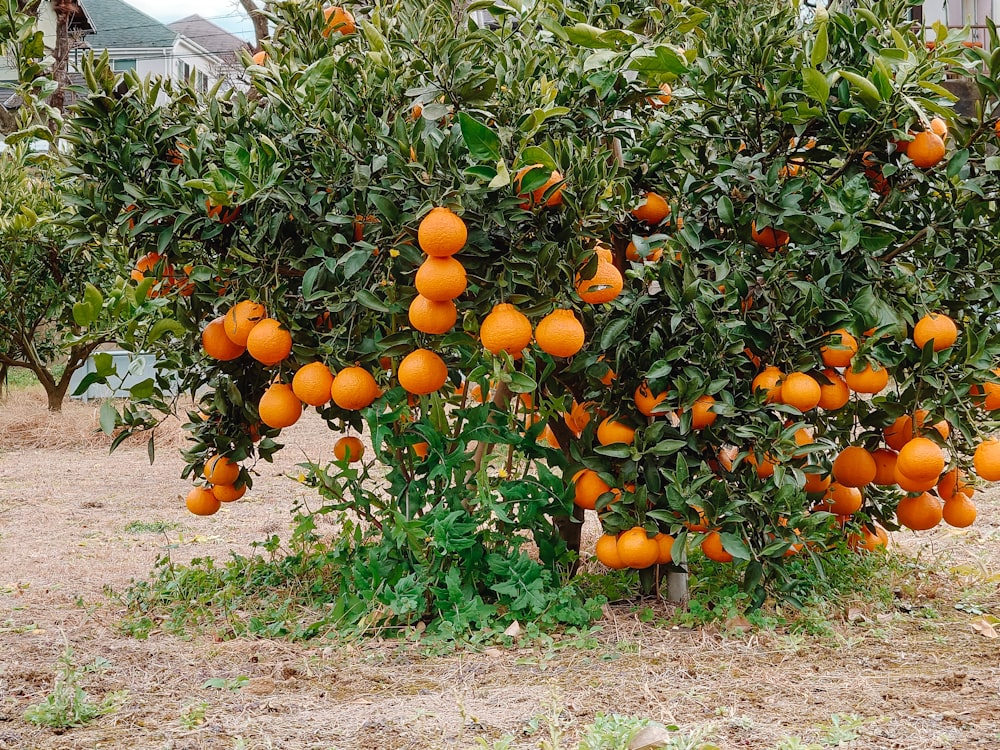 Un árbol lleno de muchas naranjas maduras
