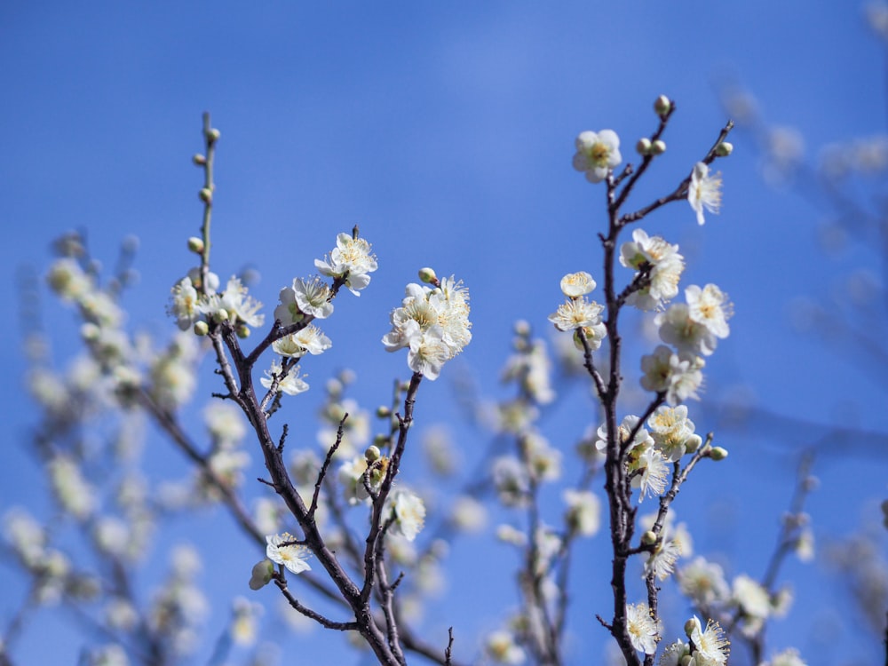 a branch with white flowers against a blue sky