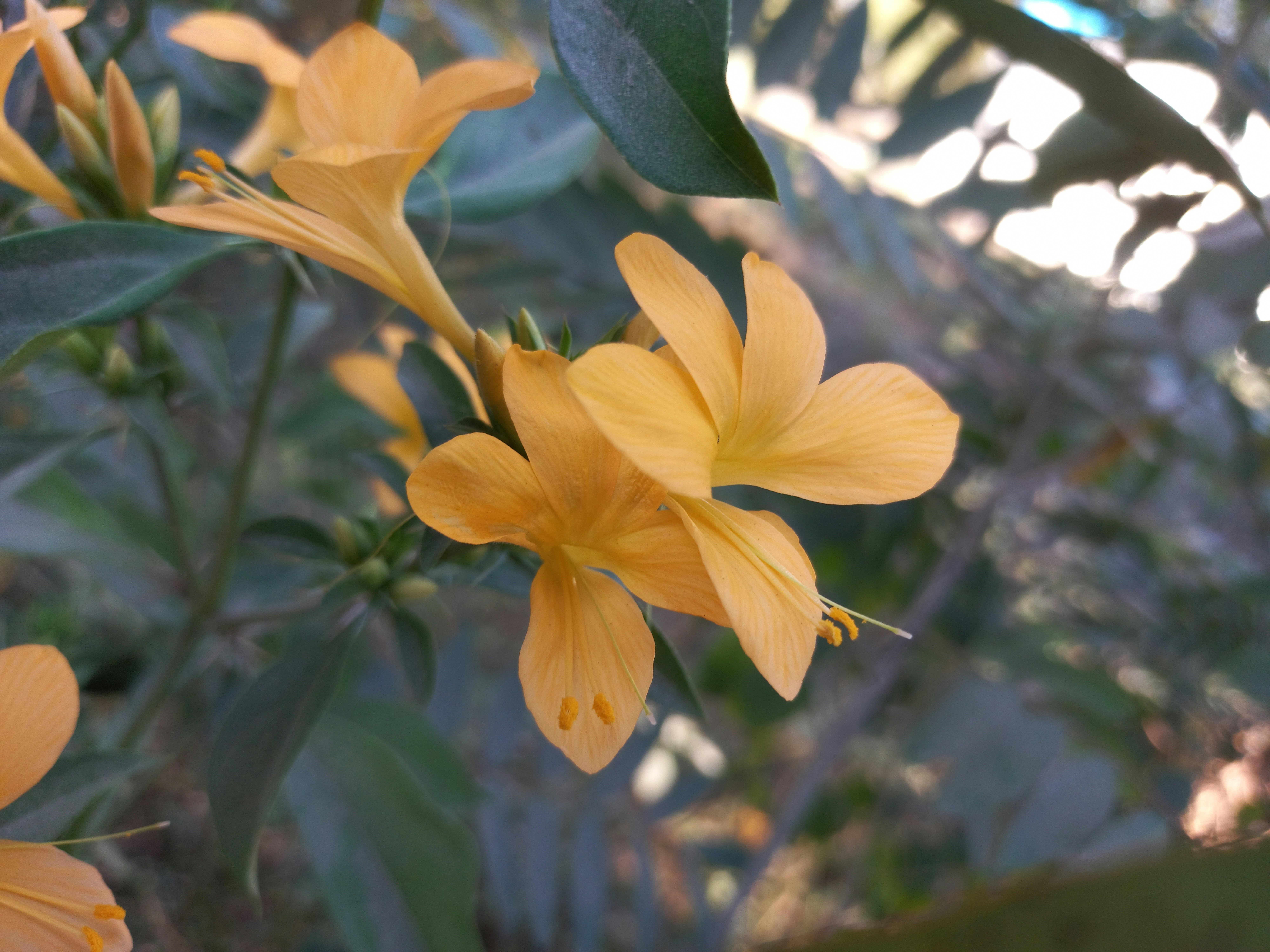 a close up of a yellow flower with green leaves