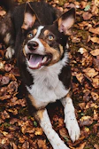 A candid shot of a dog’s happy face framed by autumn leaves.