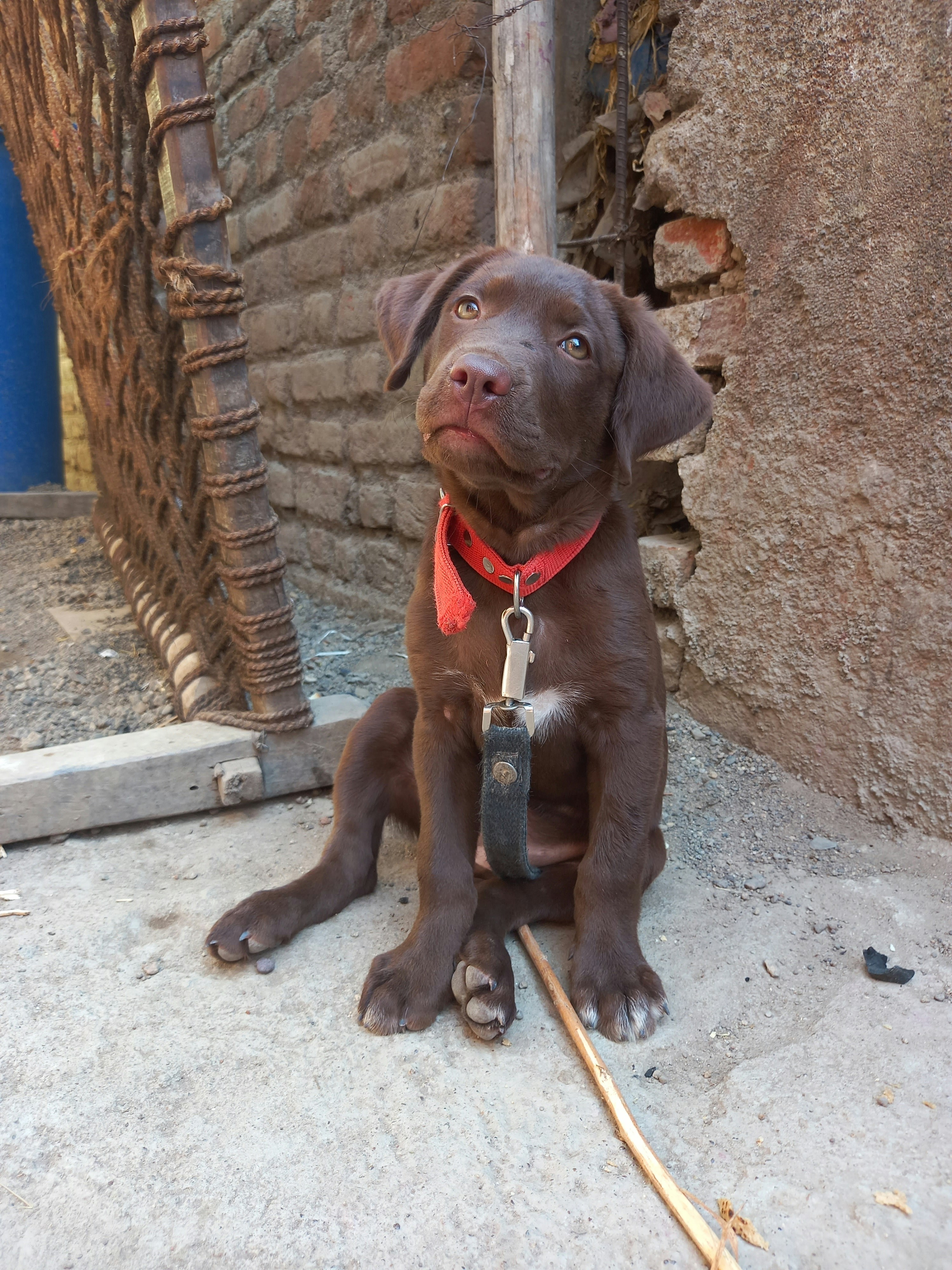Yellow Labrador puppy sitting attentively during outdoor training session with owner