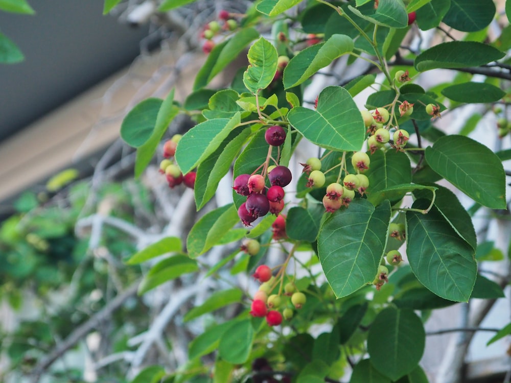 berries are growing on the branches of a tree