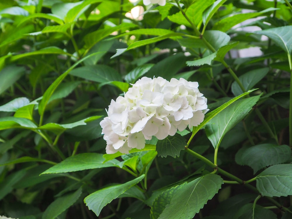 a white flower with green leaves in the background