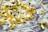 A collection of various pills and capsules, including yellow, white, and transparent ones, is scattered over a background of hundred-dollar bills.