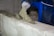 A worker is applying mortar onto a masonry wall. The person is wearing a blue uniform and a protective glove, using a trowel to spread the mortar.
