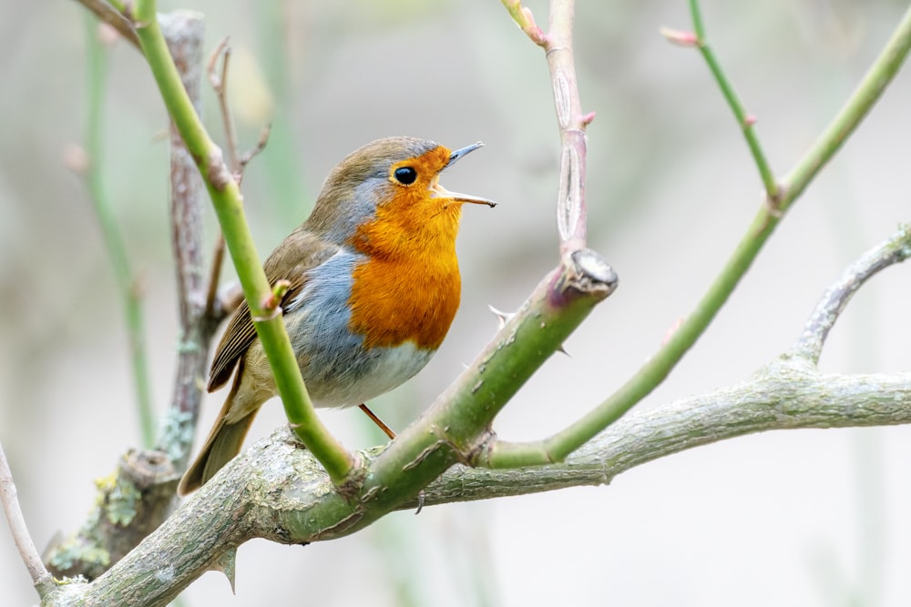 un petit oiseau assis sur une branche d’arbre