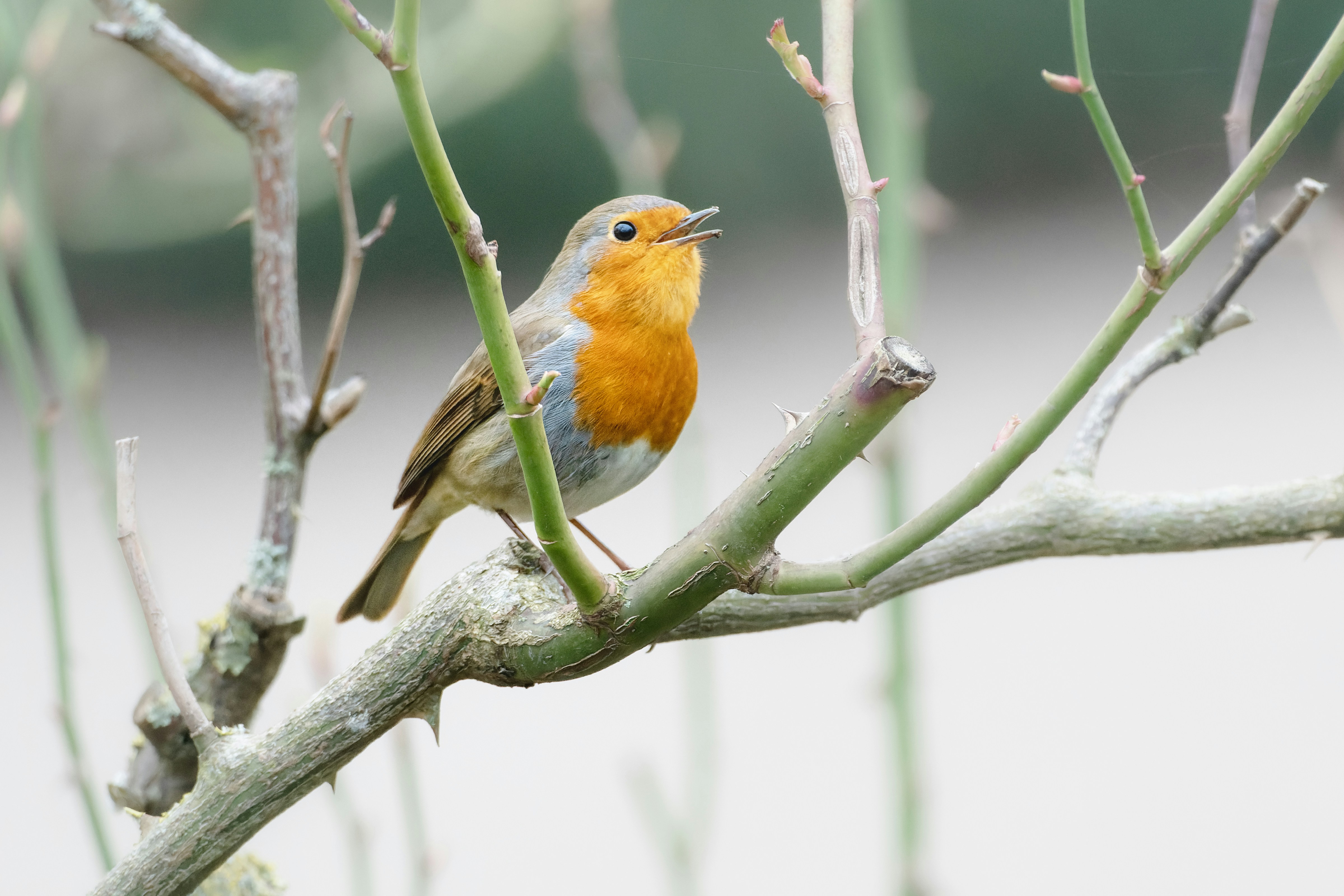 Photo by siegfriedpoepperl