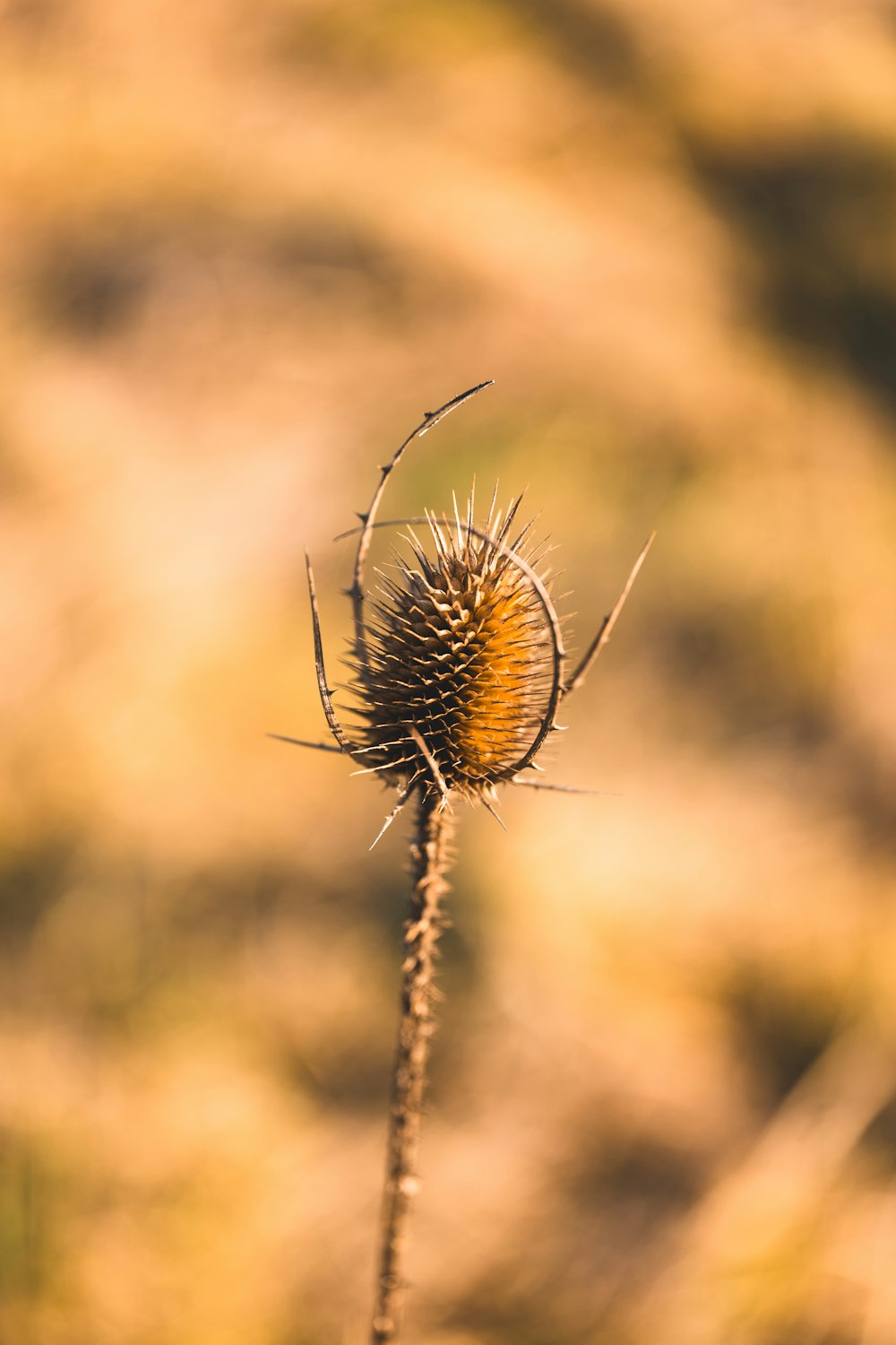 a close up of a plant with a blurry background