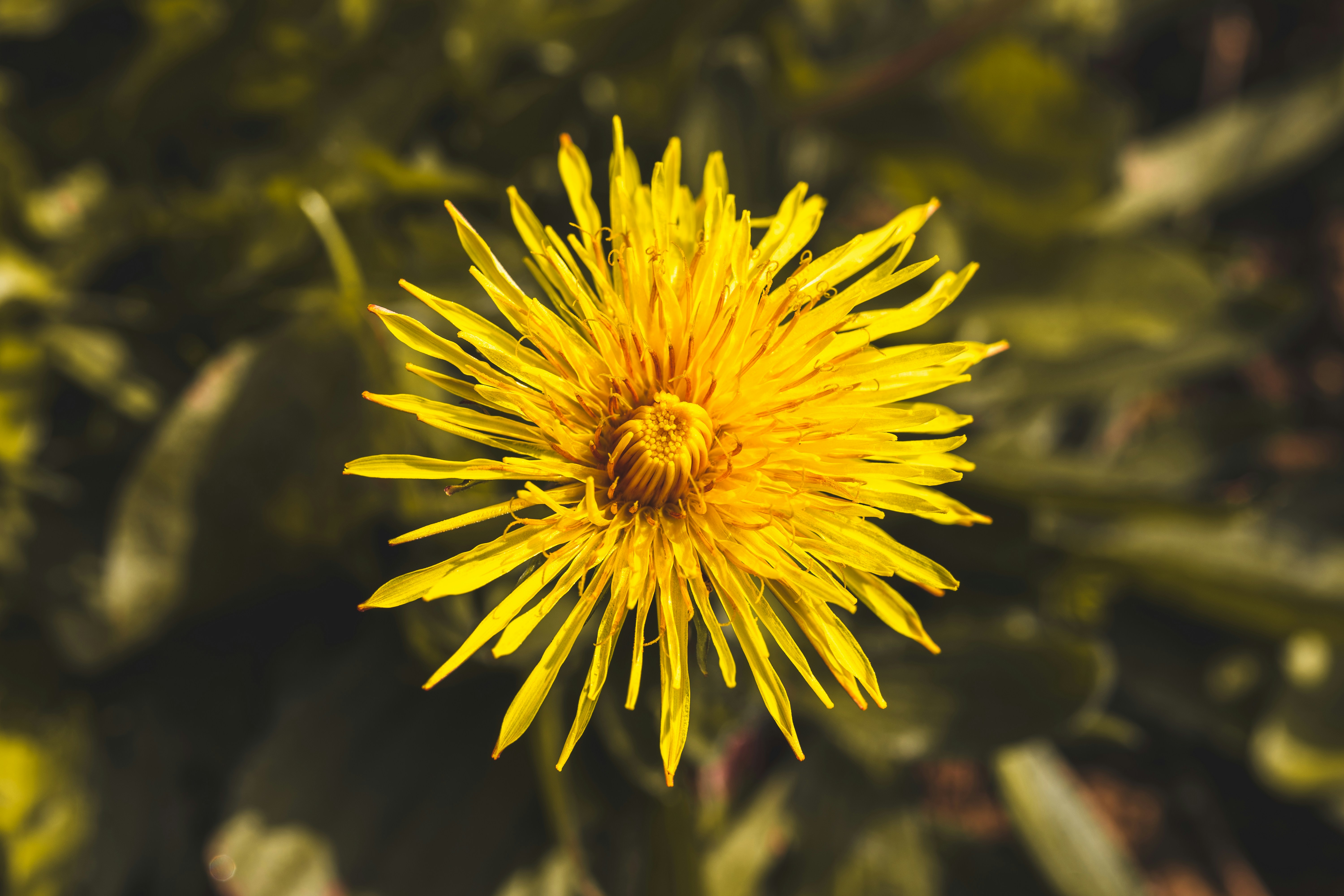 Photo by filipsteficar