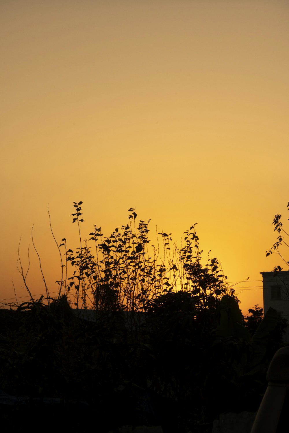 the sun is setting behind some trees and bushes