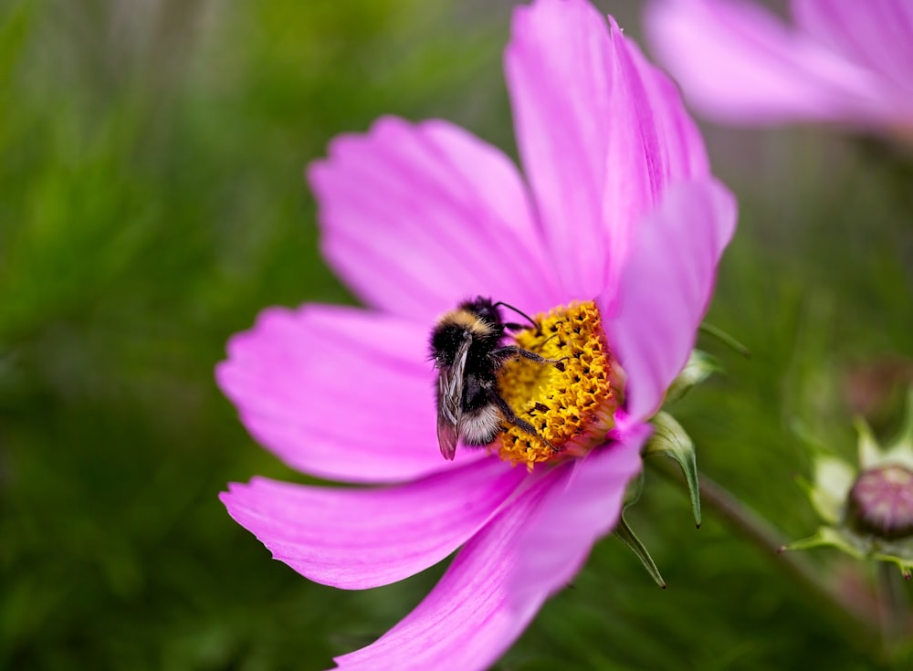 a bee sitting on top of a pink flower