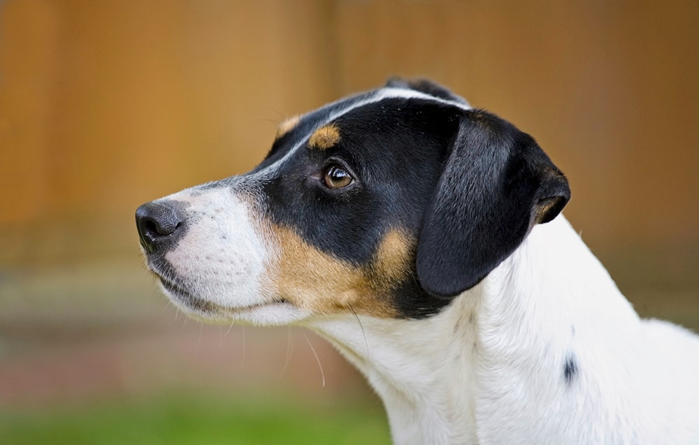 Un primer plano de un perro mirando a lo lejos