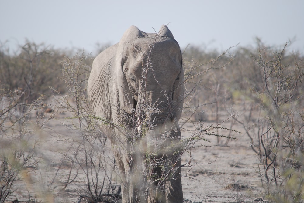 an elephant standing in the middle of a field