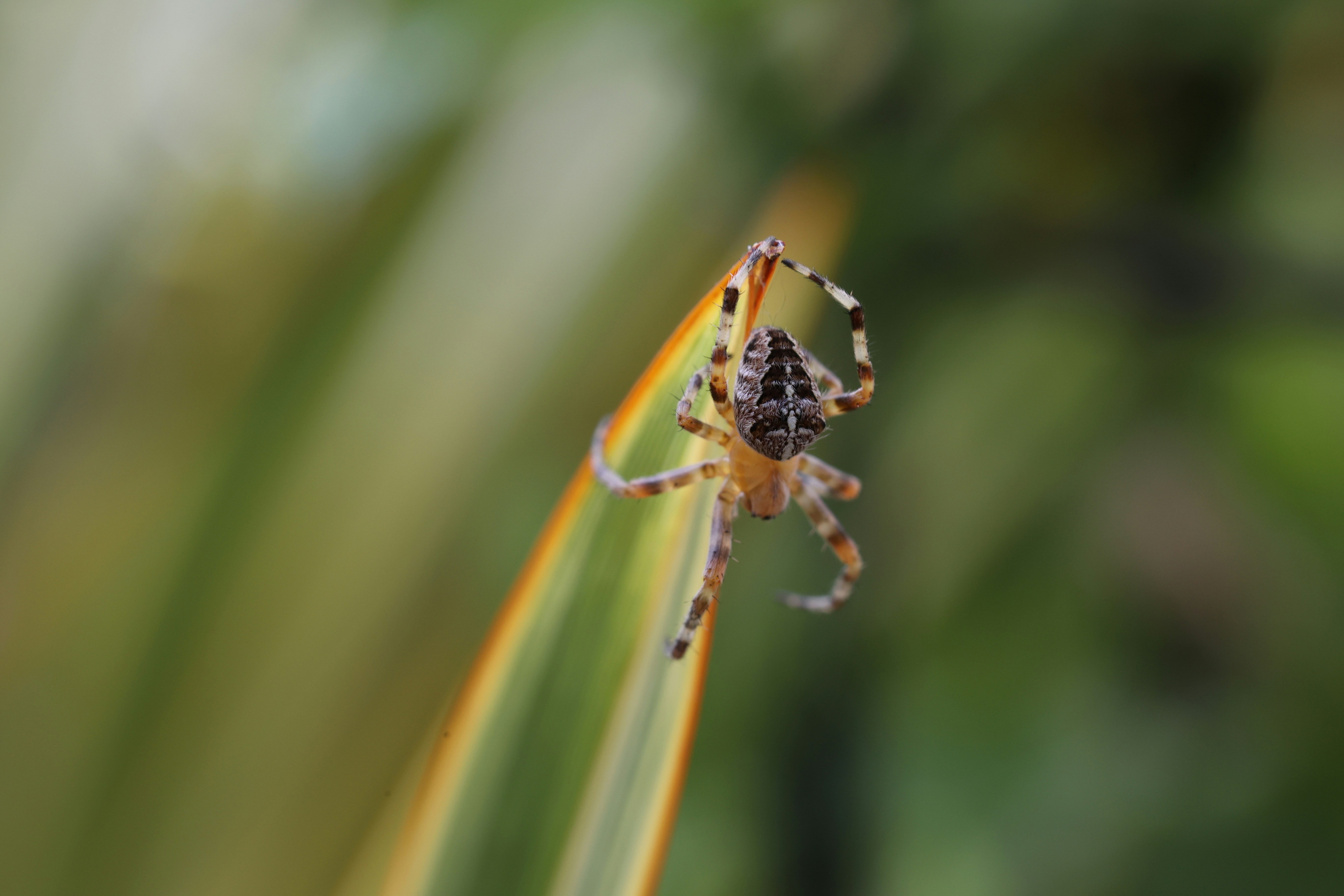 Photo by bendodd