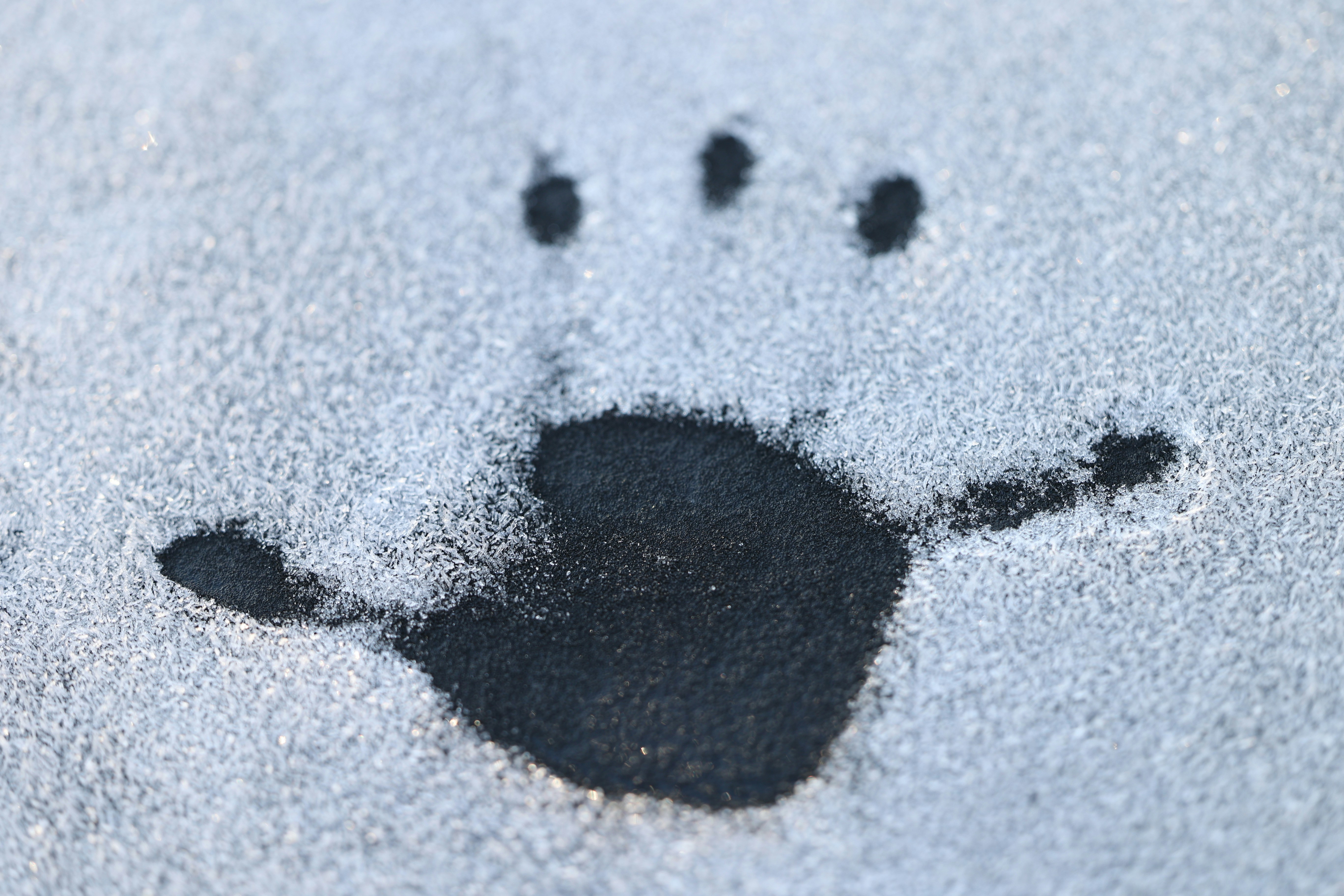 a bear paw imprint in the snow on the ground