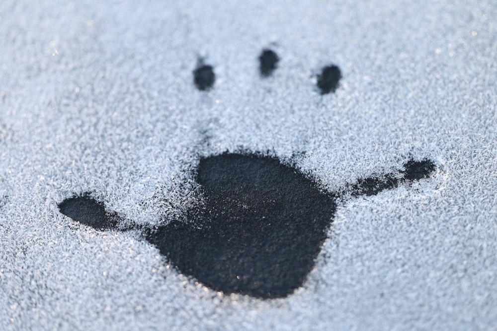 a bear paw imprint in the snow on the ground