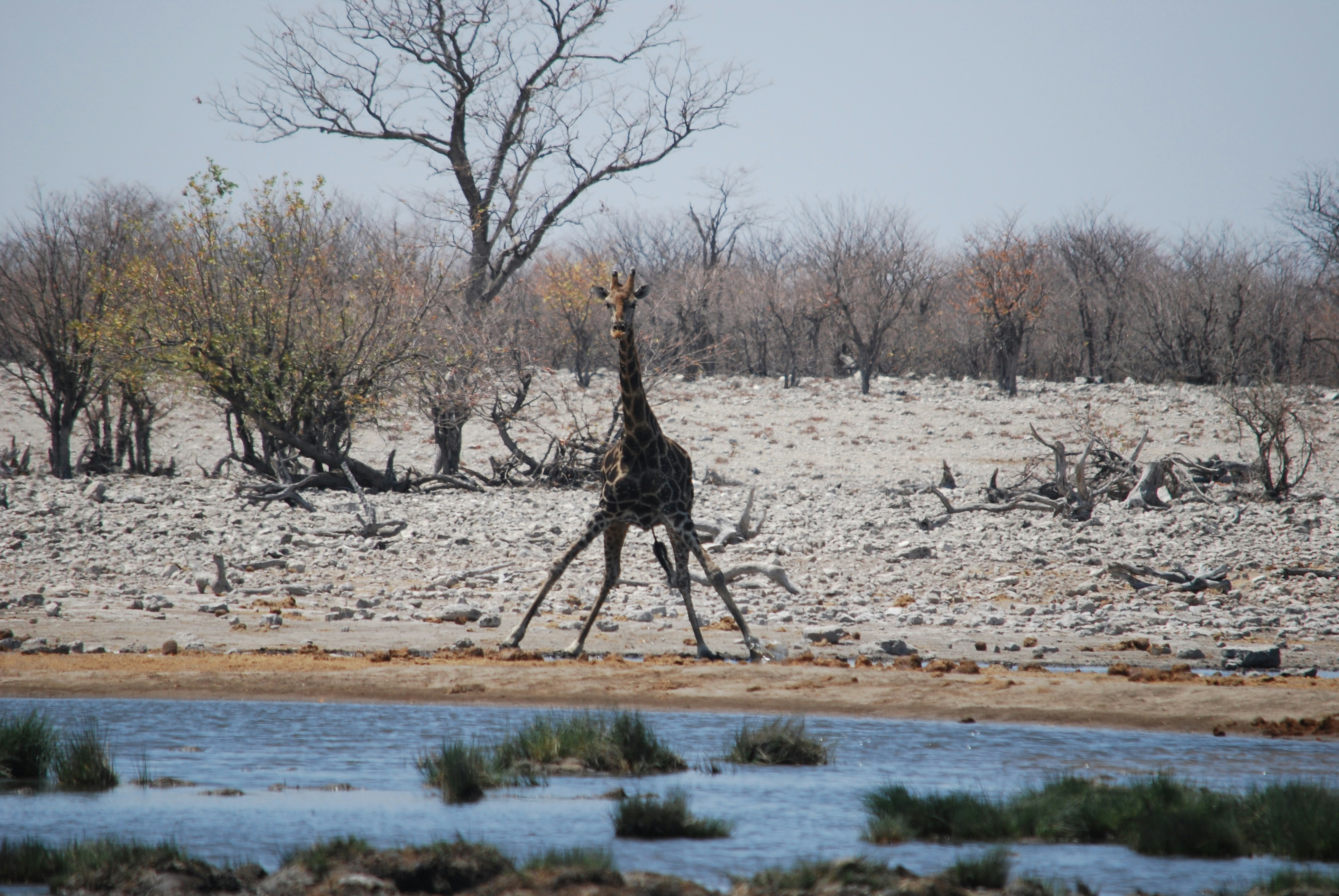 a giraffe walking across a dry grass covered field, 