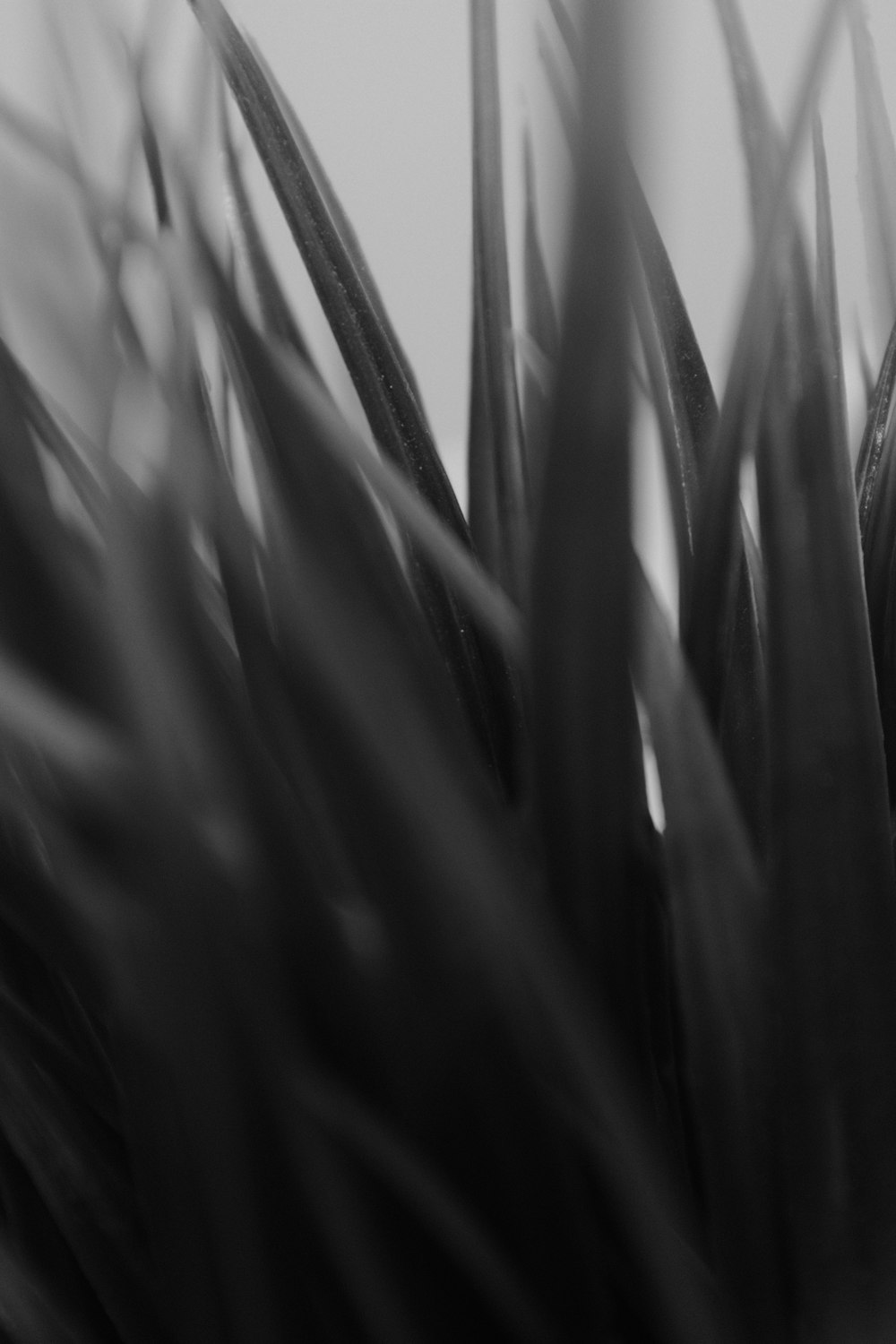 a black and white photo of a plant