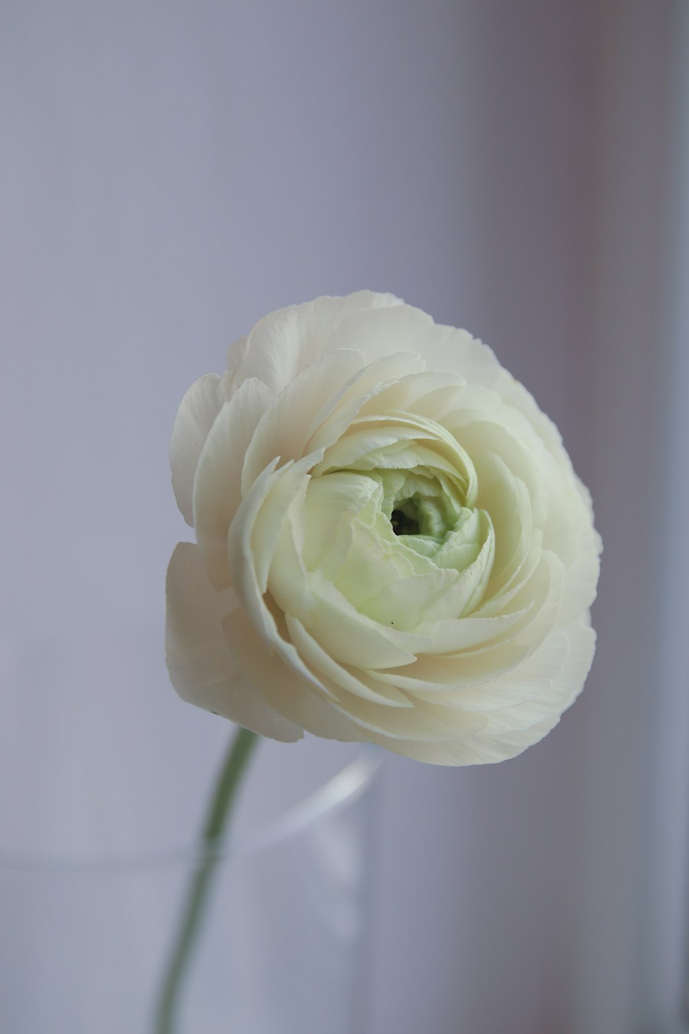a single white flower in a glass vase