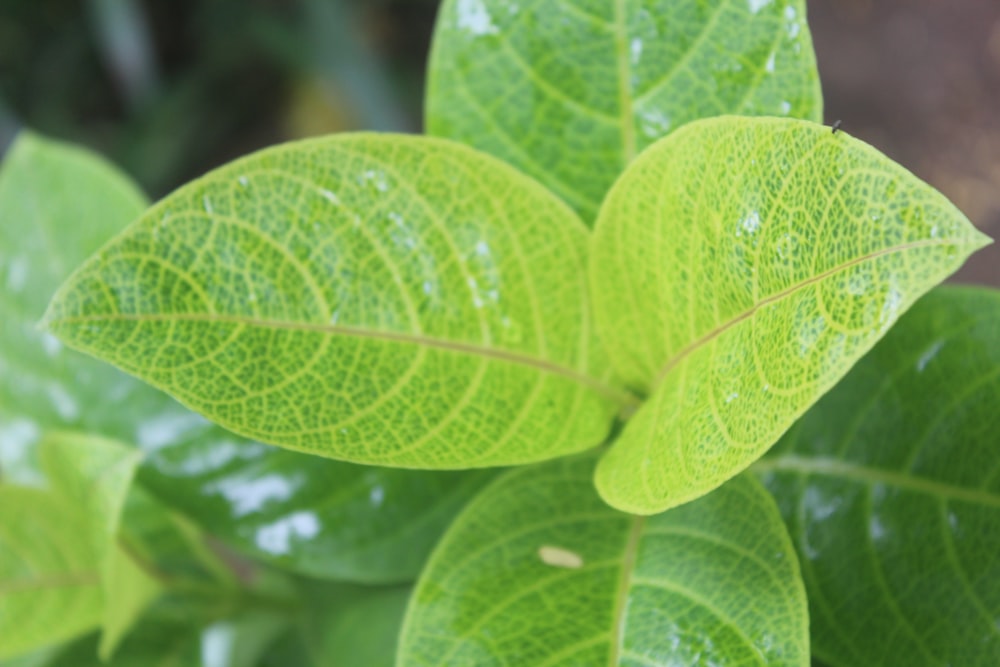 a close up of a green leaf on a plant