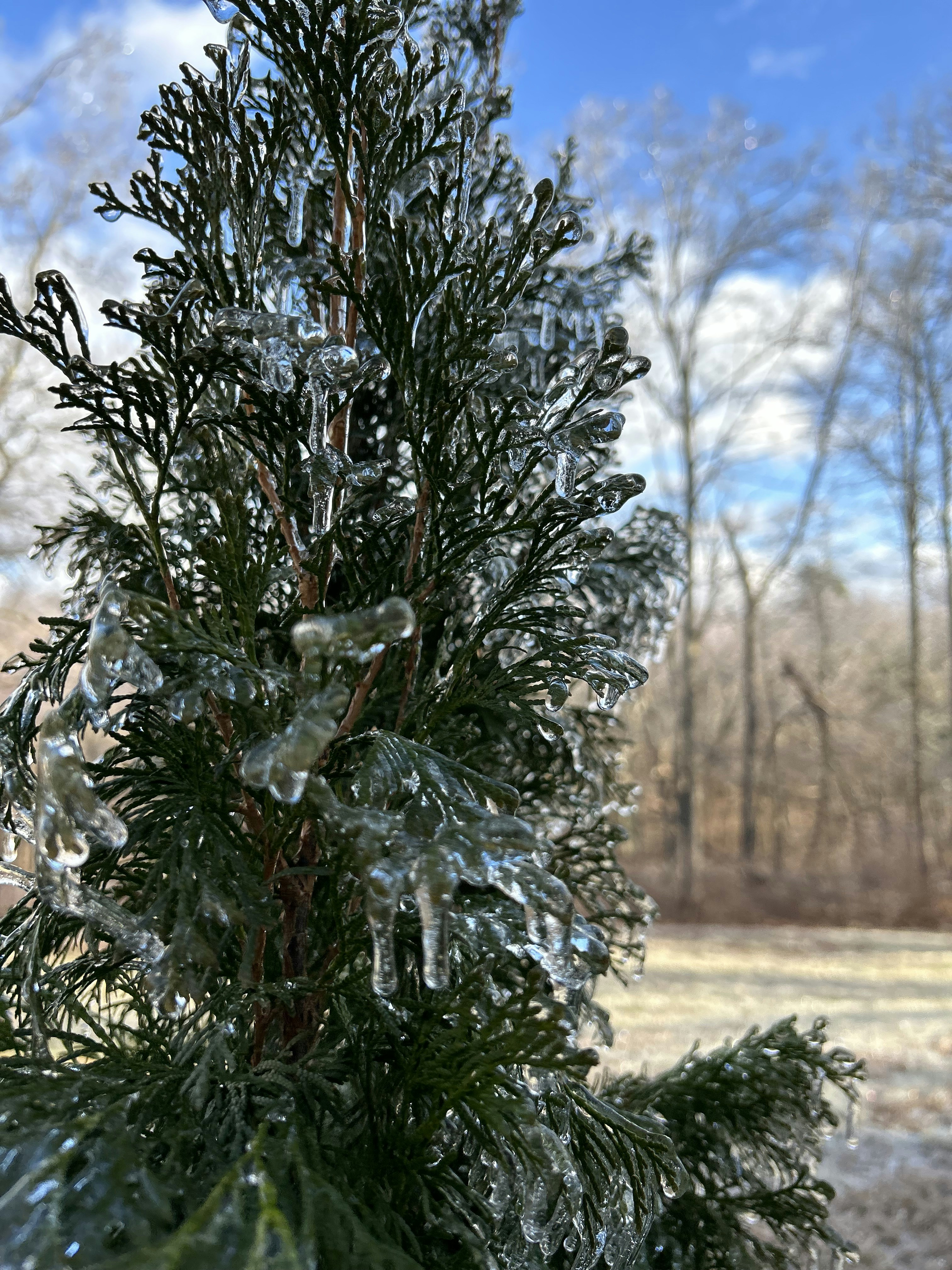 a close up of a tree with ice on it