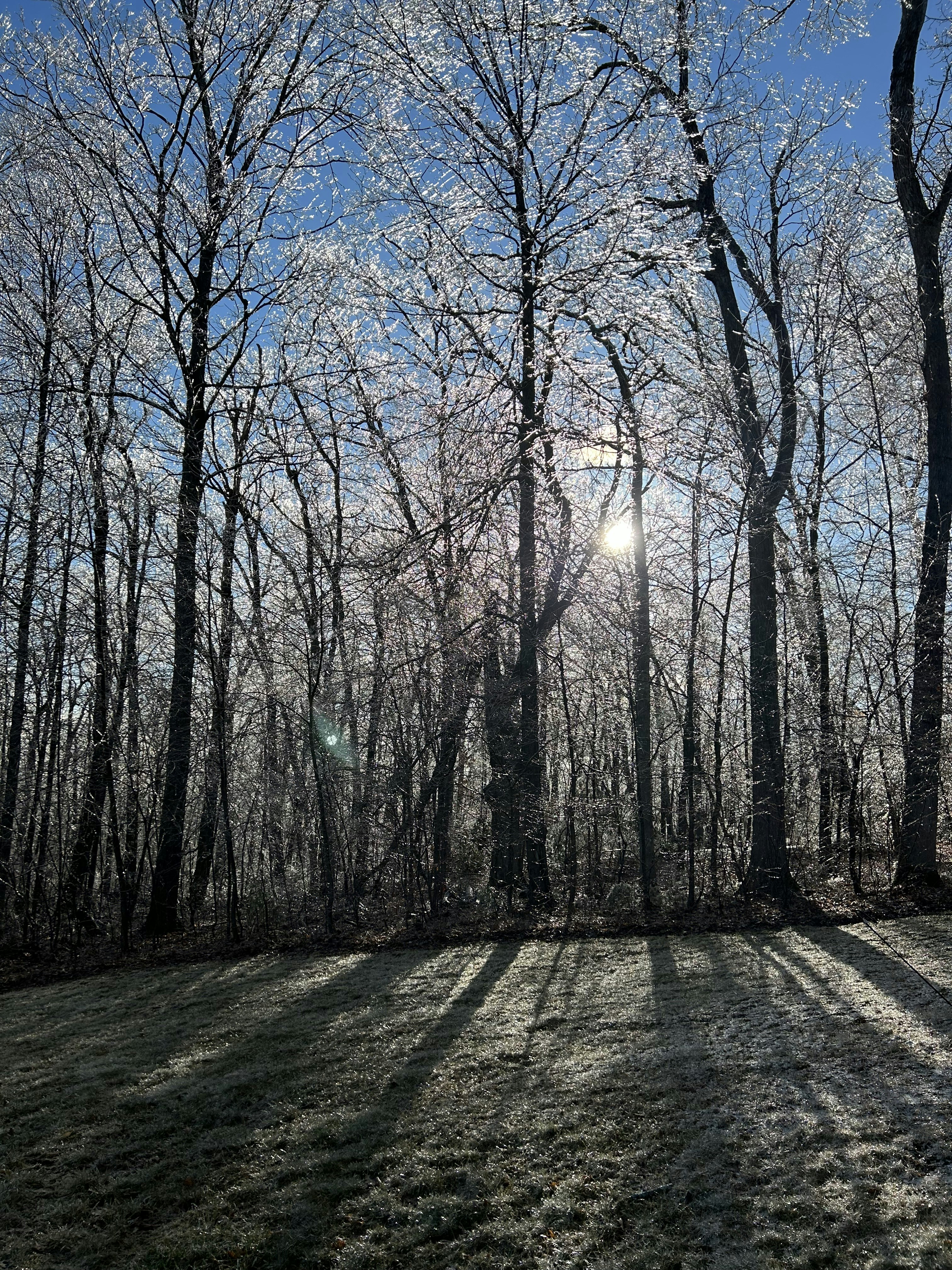 the sun is shining through the trees in the woods