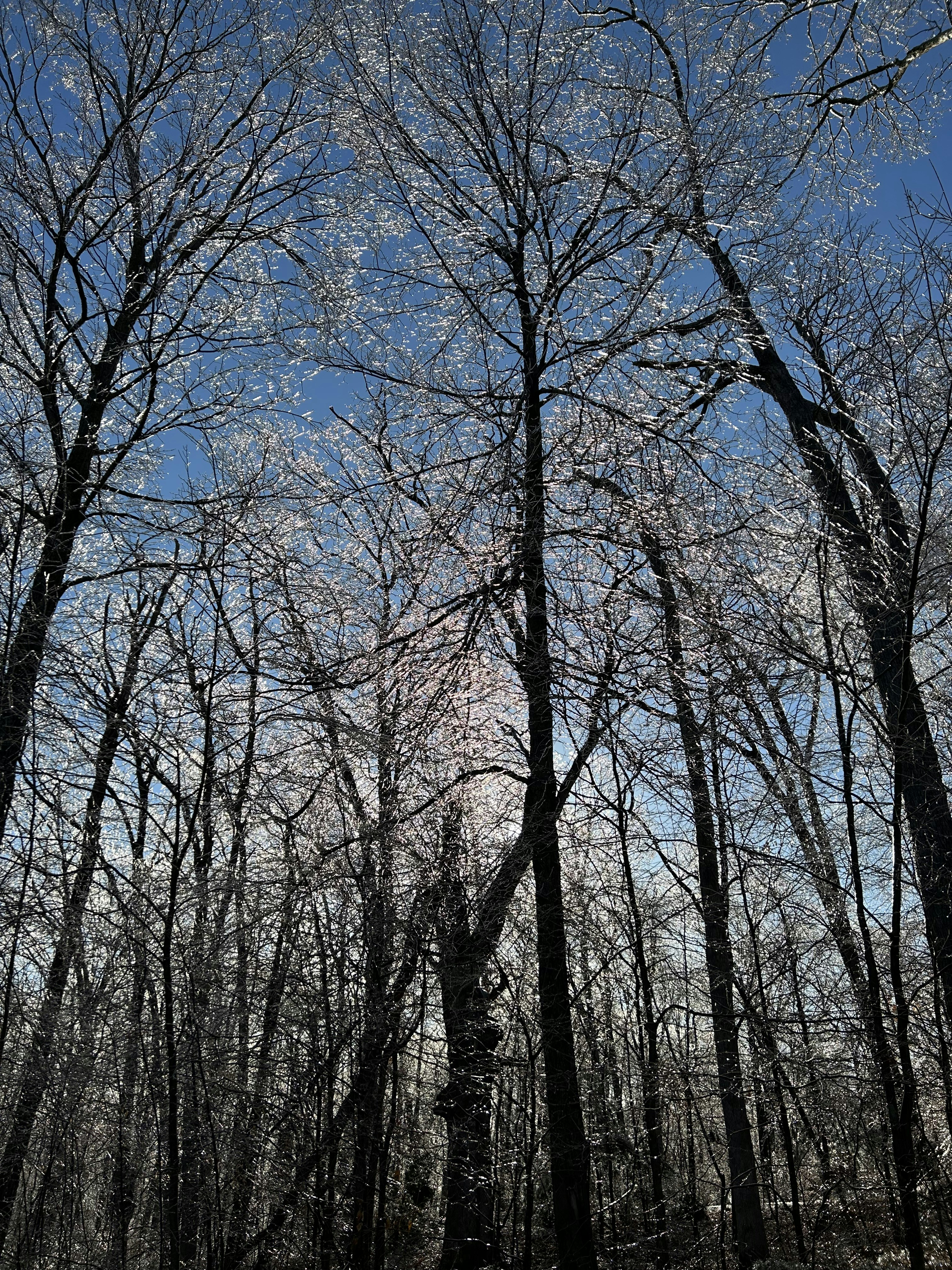 a forest filled with lots of tall trees under a blue sky