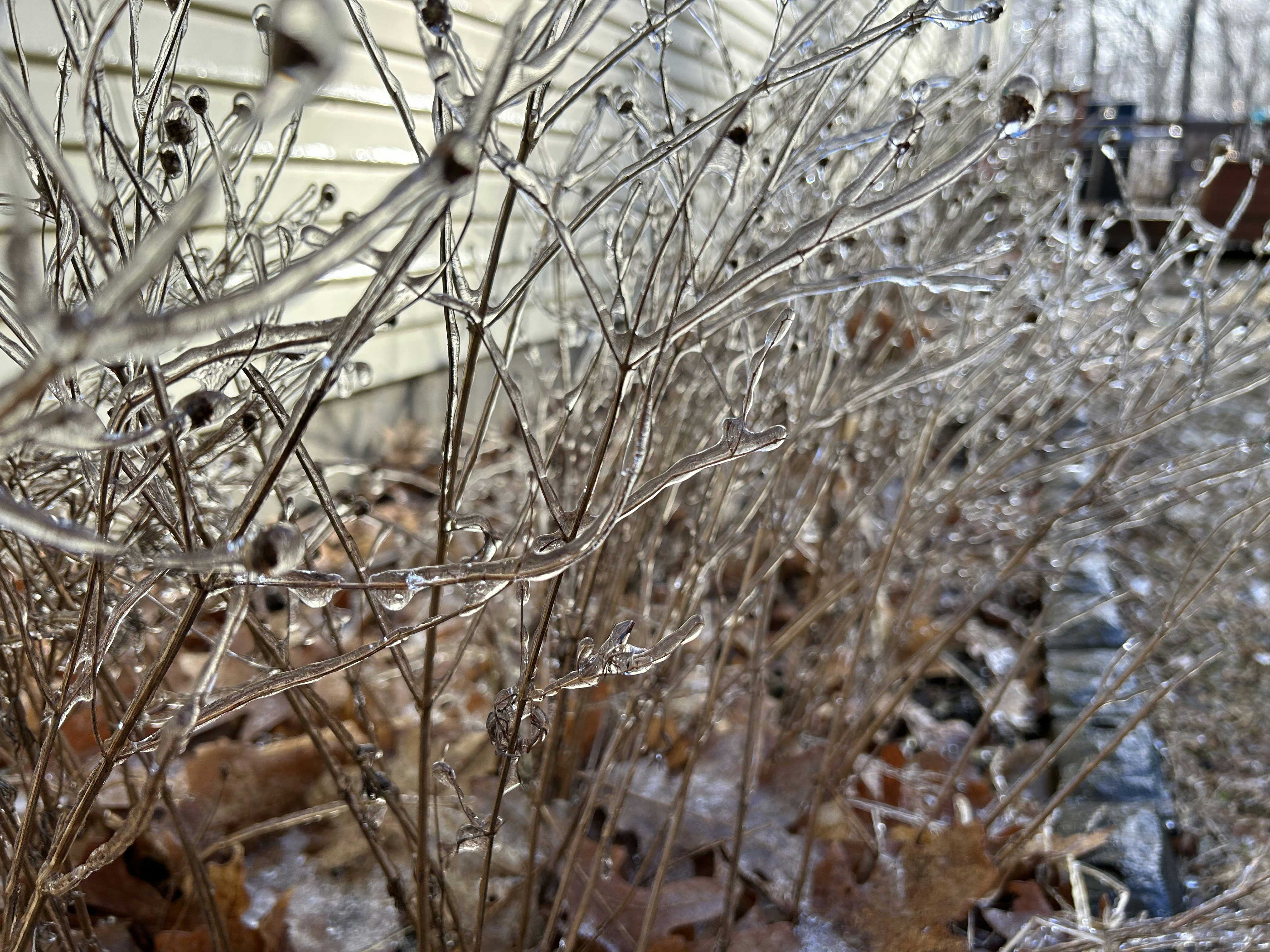 a bush with ice on it next to a house