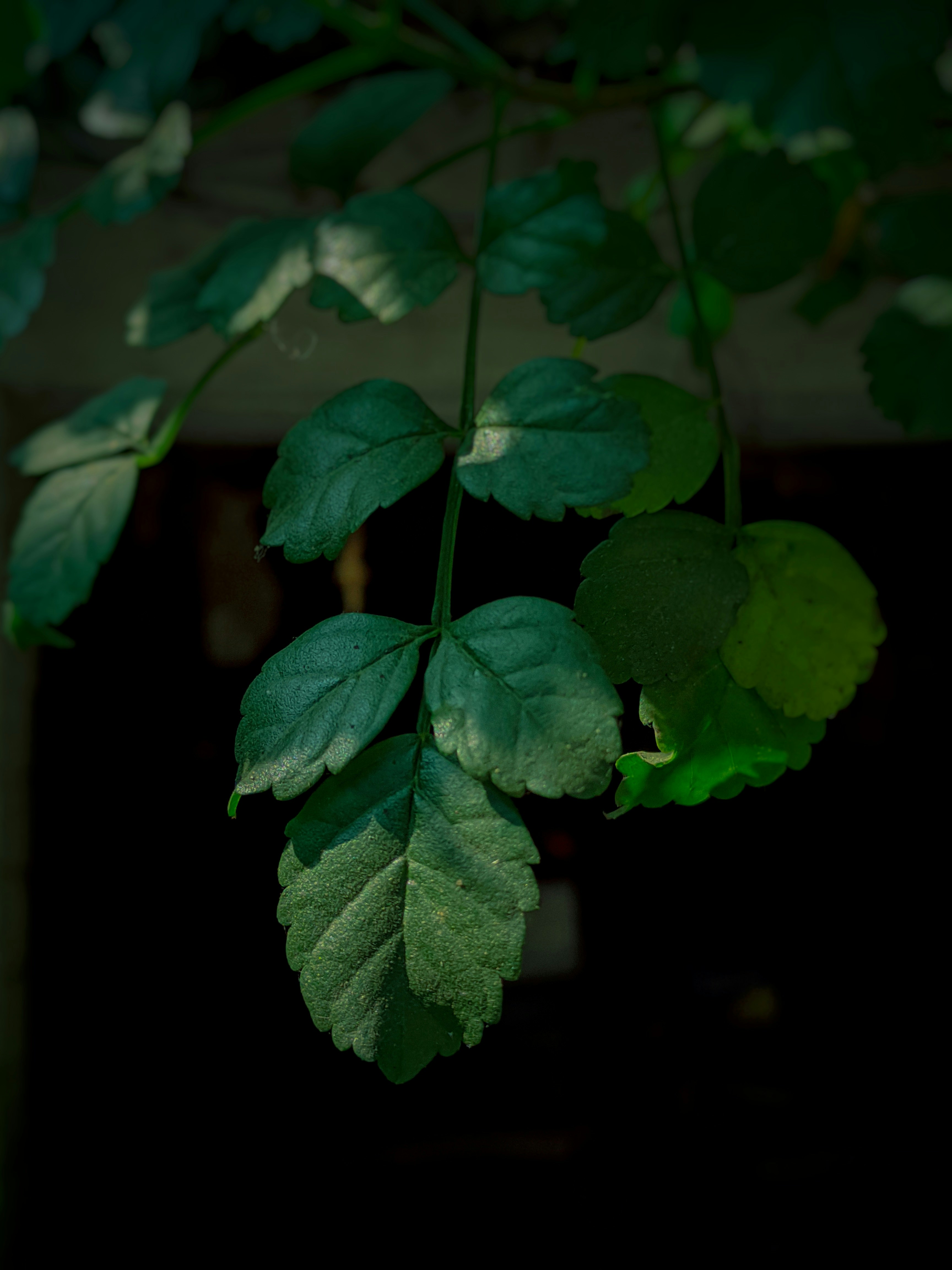 A close up of a green leaf on a tree photo – Free Kharagpur Image on ...