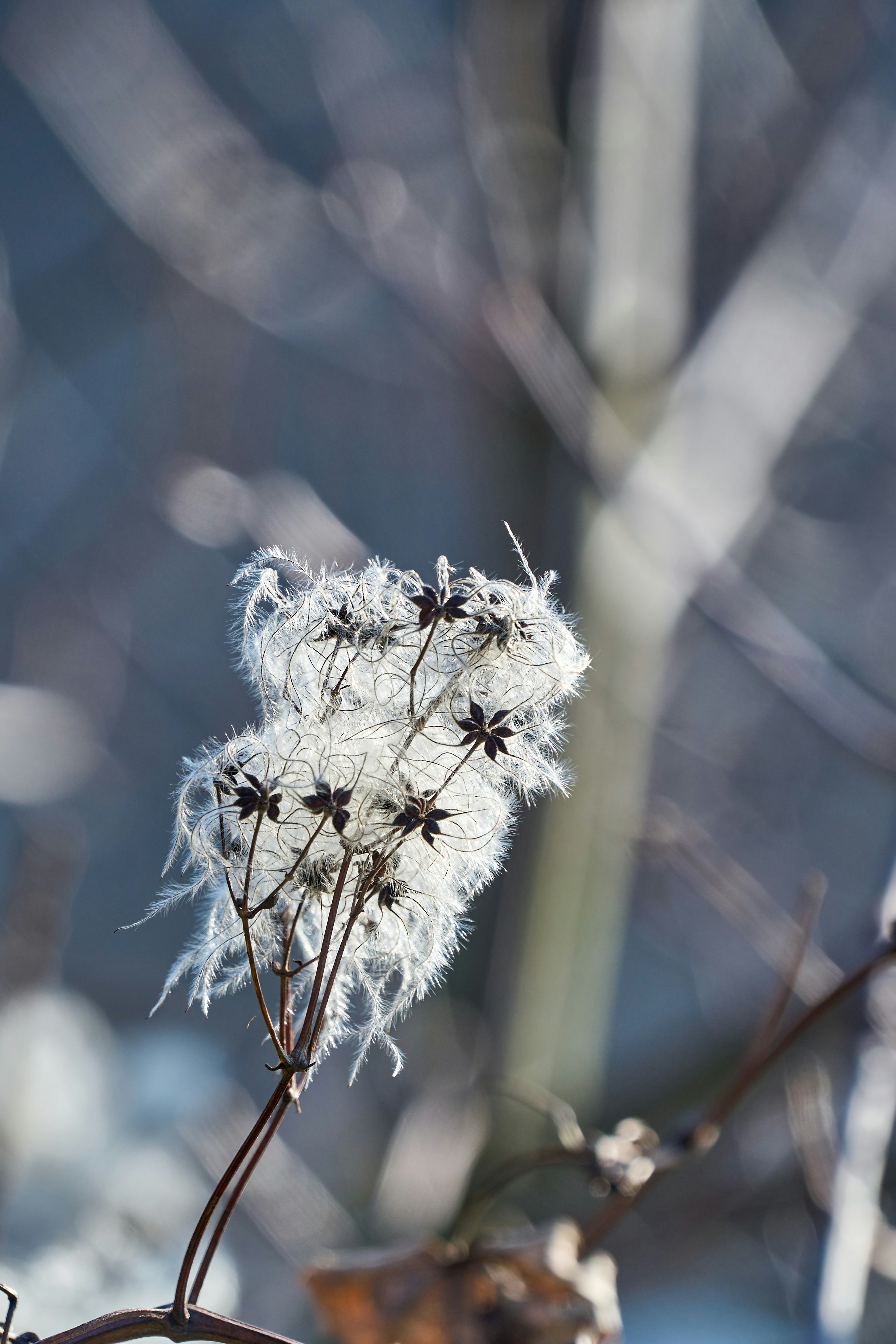 Photo by wolfgang_hasselmann