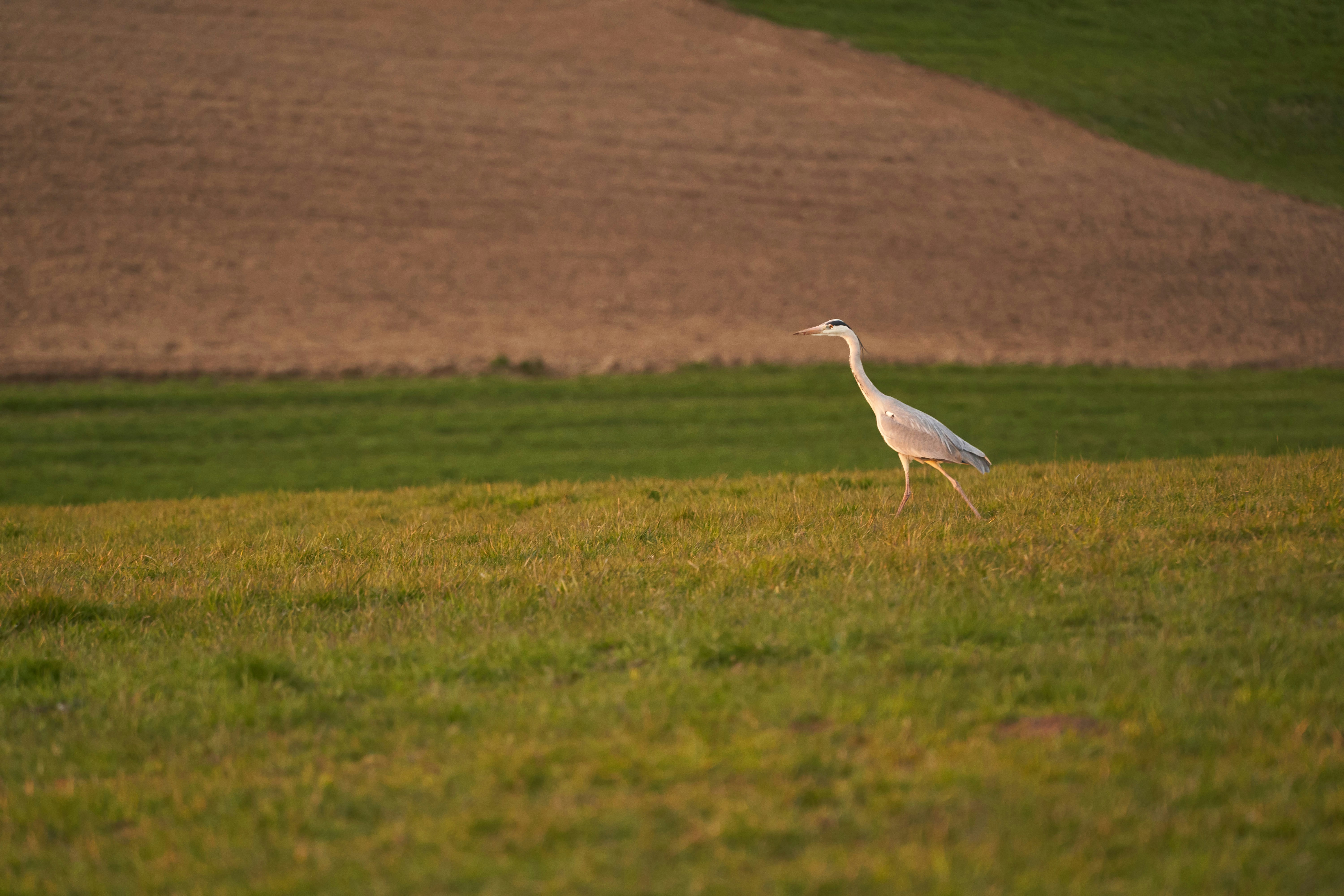 Photo by wolfgang_hasselmann