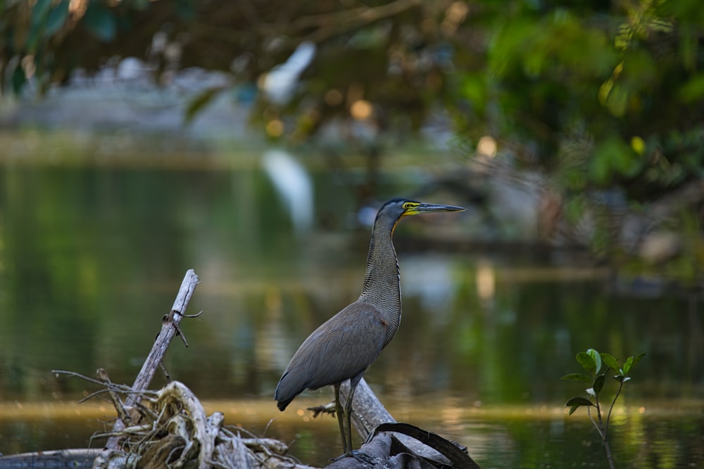 a bird is standing on a log in the water