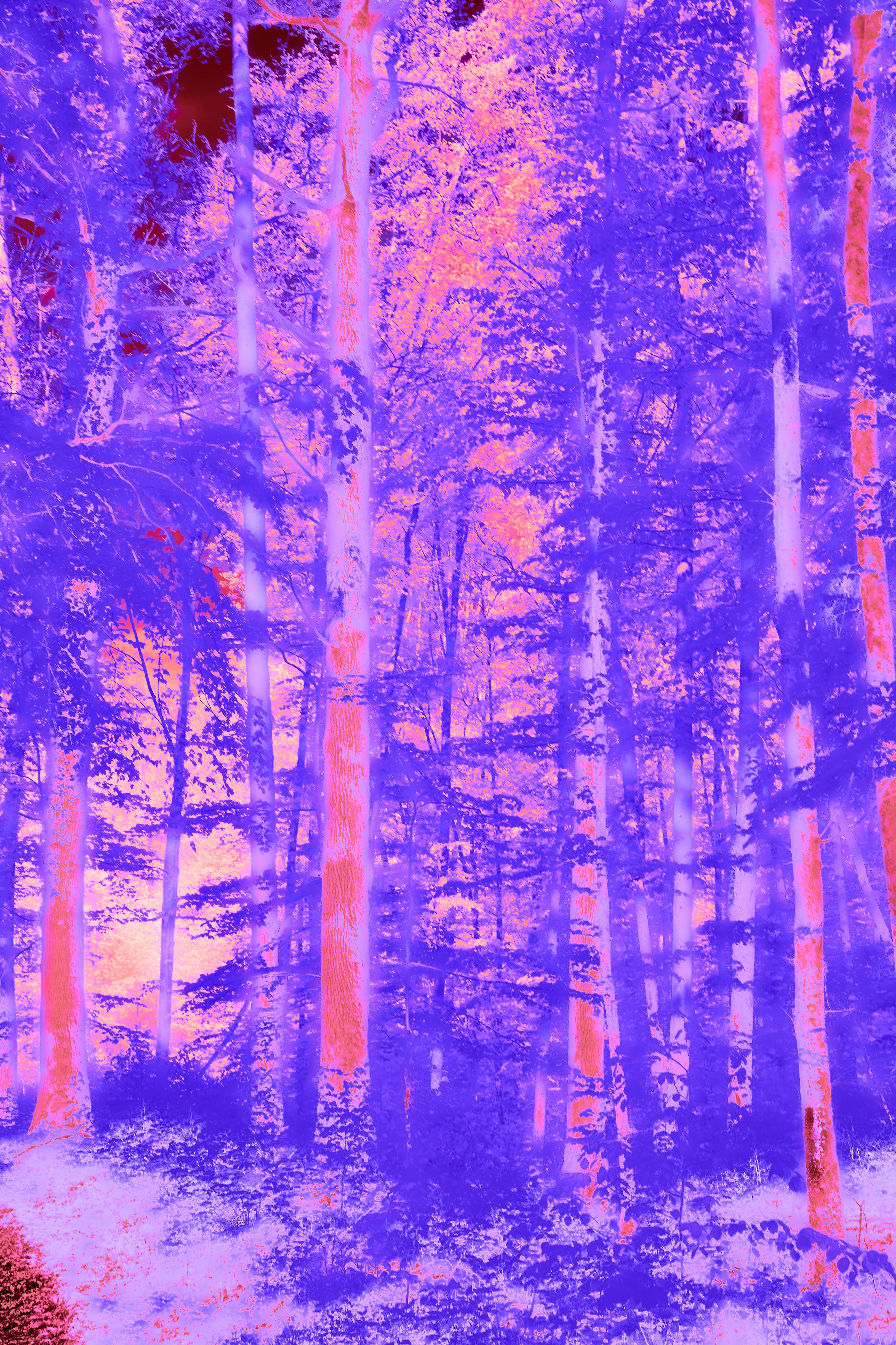 Photo by wolfgang_hasselmann