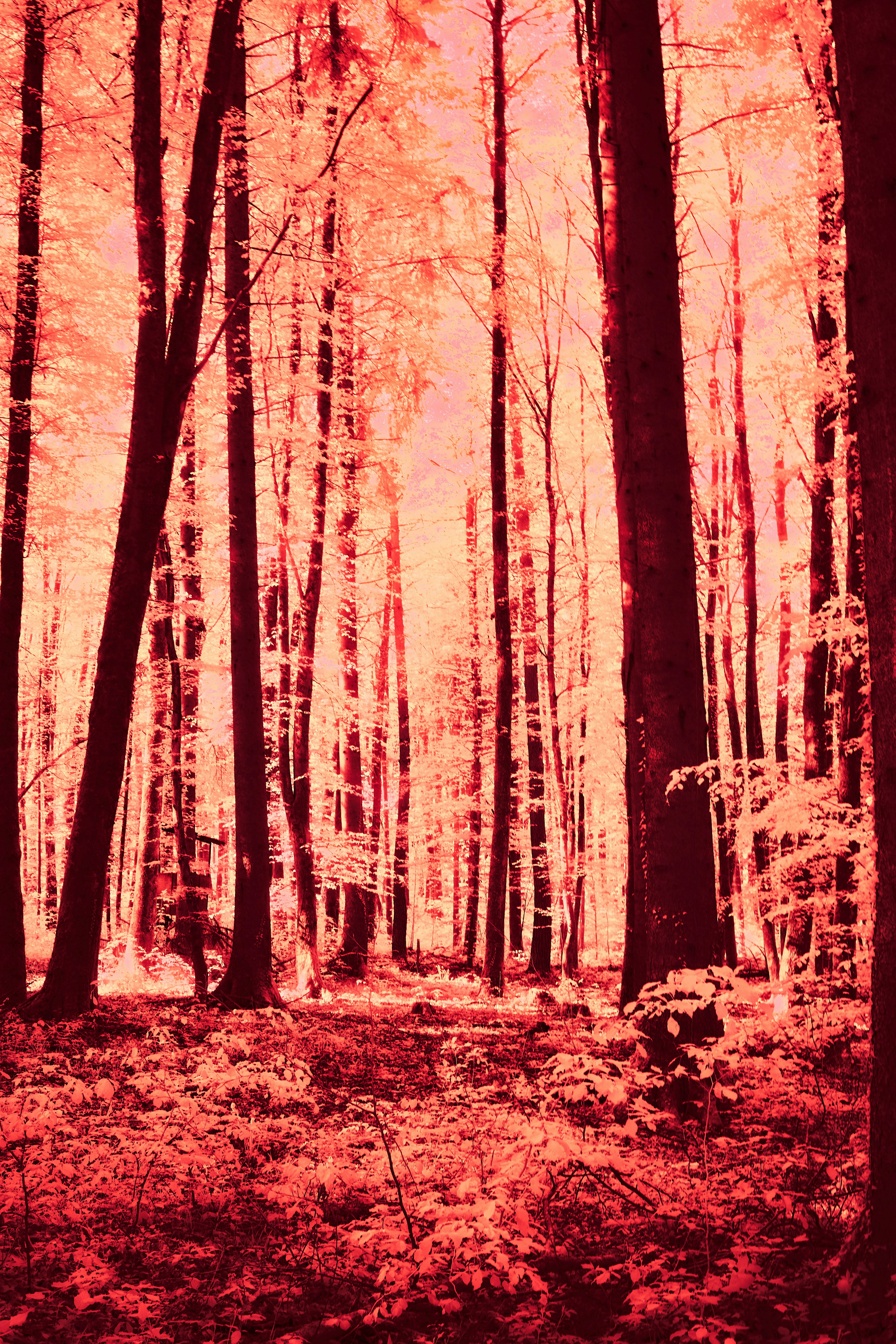 Photo by wolfgang_hasselmann