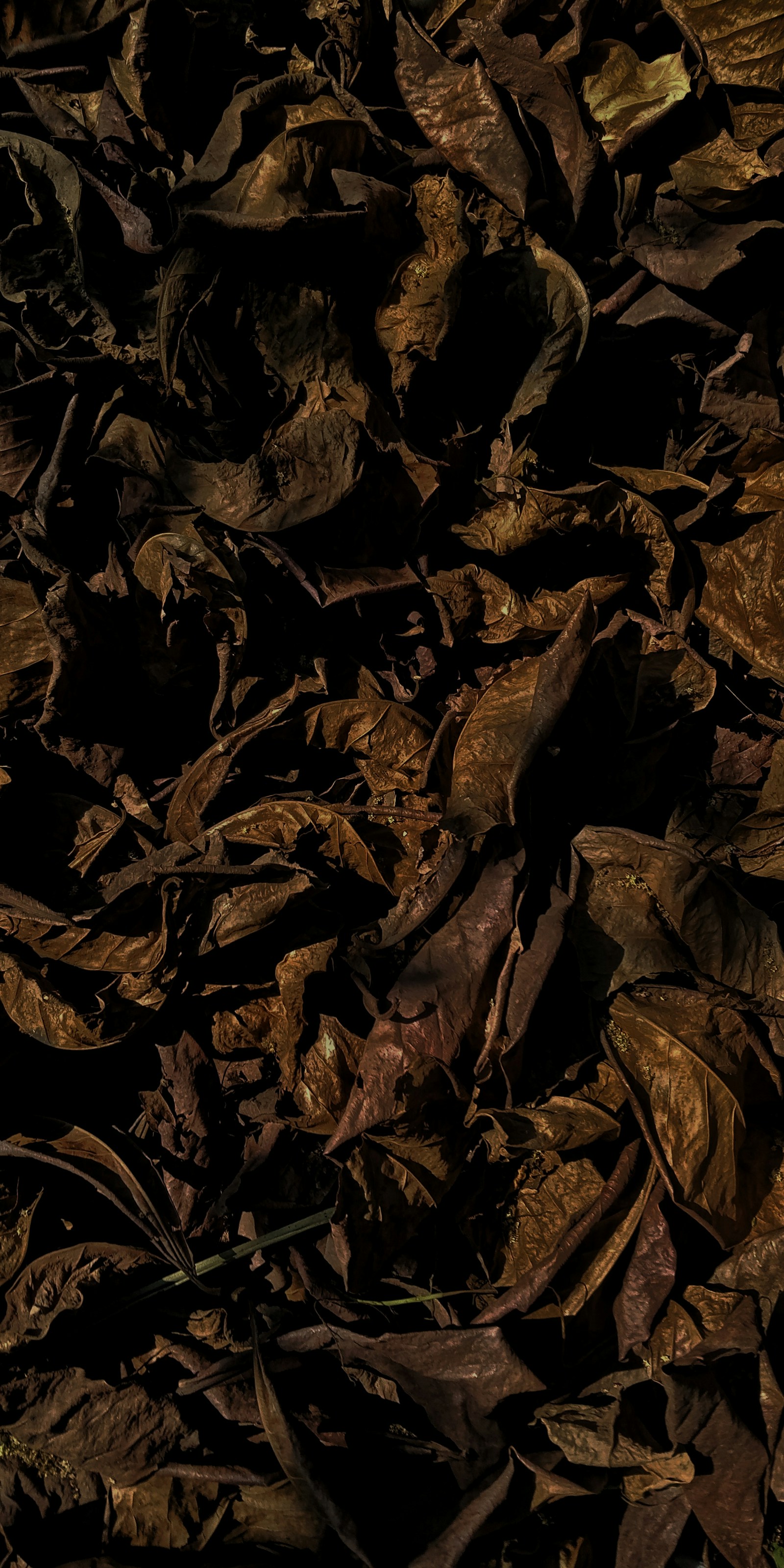 Roasted Green Tea