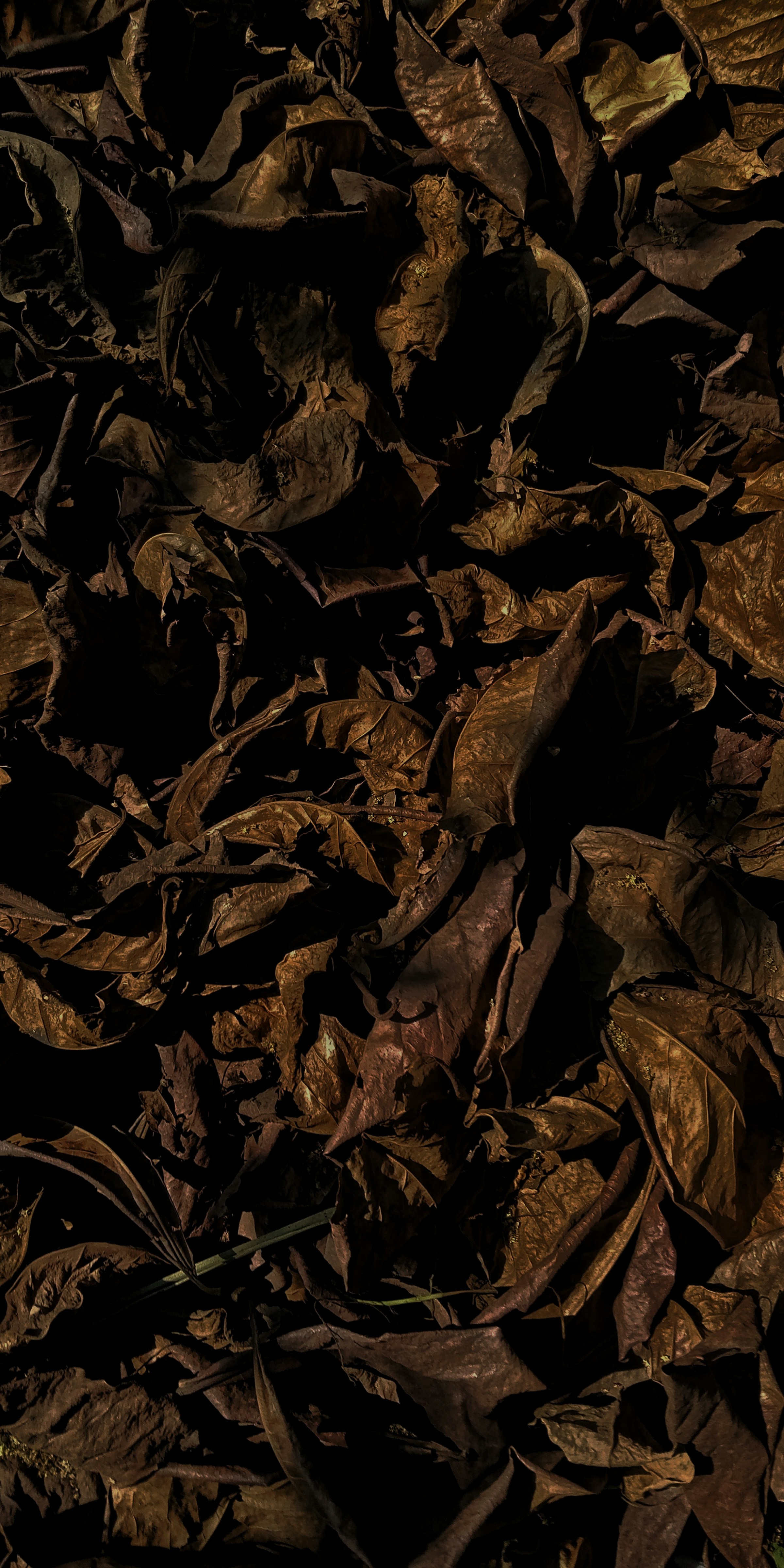 Roasted green tea macro