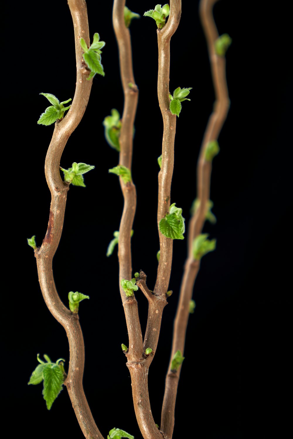 a close up of a tree branch with green leaves